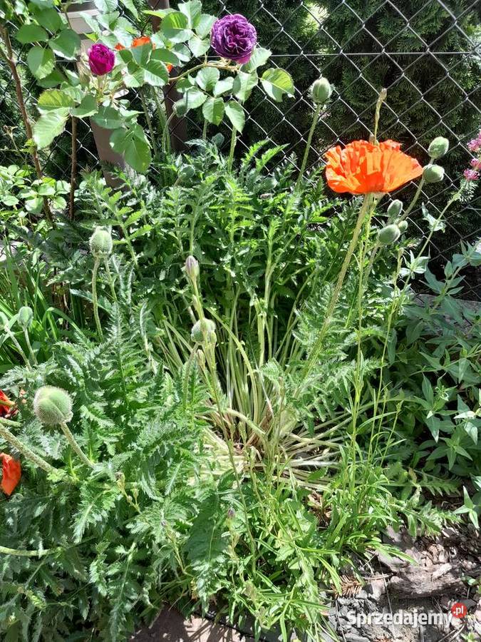 Mak wschodni Papaver orientale nasiona 025g