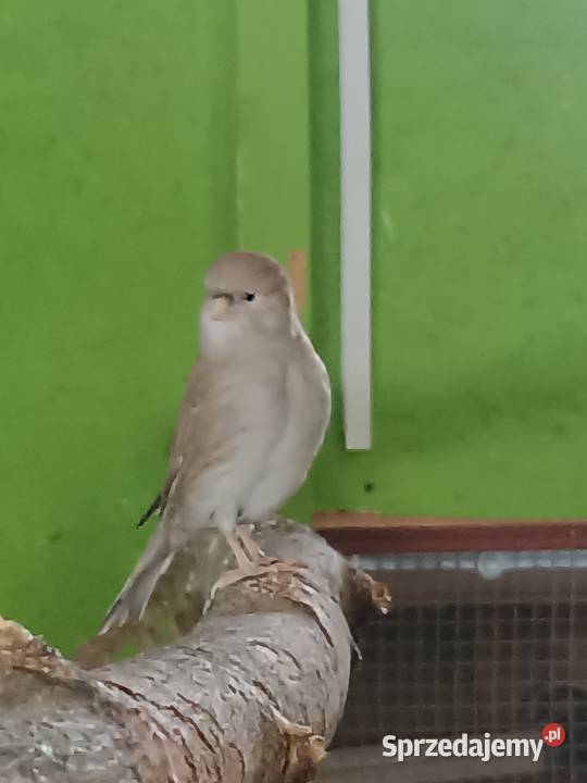 Kanarki glostery zeberki Ptaki śląskie Lubliniec sprzedam