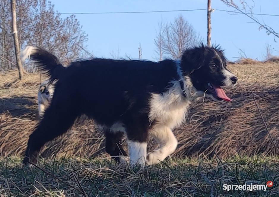 NUKA Rasowa Suczka BORDER COLLIE z Hodowli Iwonicz