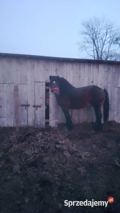 Sprzedam ogiera zimnokwistego mazowieckie