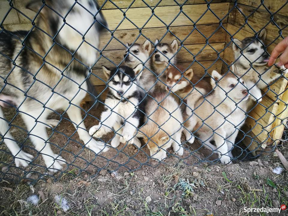 Sprzedam szczeniaki rasy alaskan malamute Reszkowce sprzedam