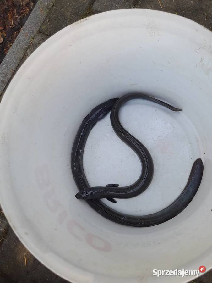 ŻYWE RYBY WĘGORZ SZCZUPAK STAWU