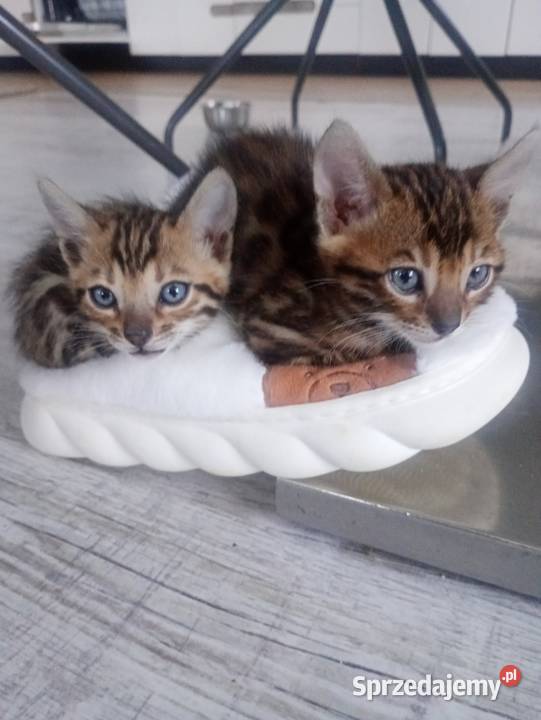 Sprzedam kotka Bengalskiego lubuskie Gorzów Wielkopolski