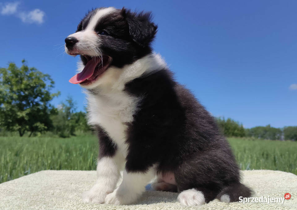 Piękny Rasowy Pies Border Collie Szczeniak z Iwonicz sprzedam