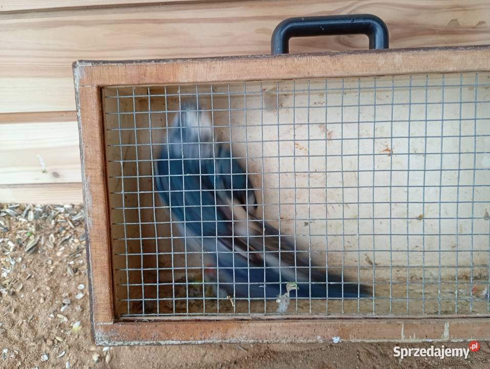 Rozele królewskie Ptaki łódzkie Zduńska Wola