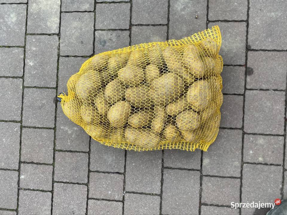 Ziemniaki Wega Trzyciąż