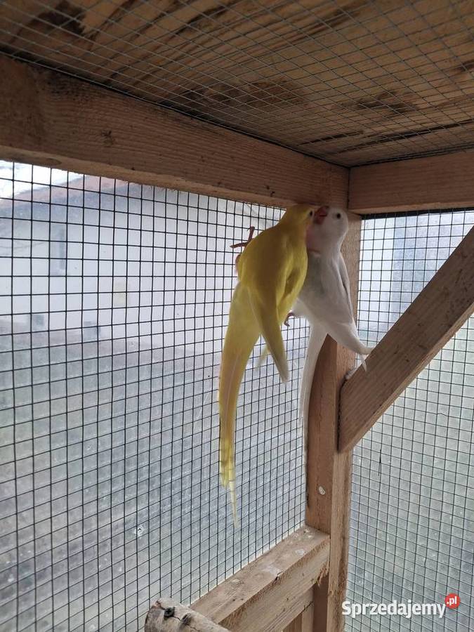 Księżniczki Walii Brzesko