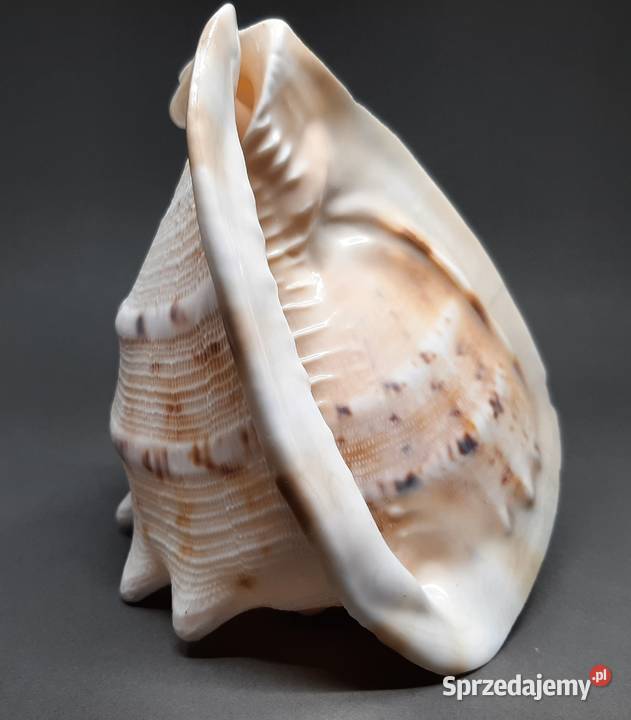 Muszla Przyłbica rogata Lublin sprzedam