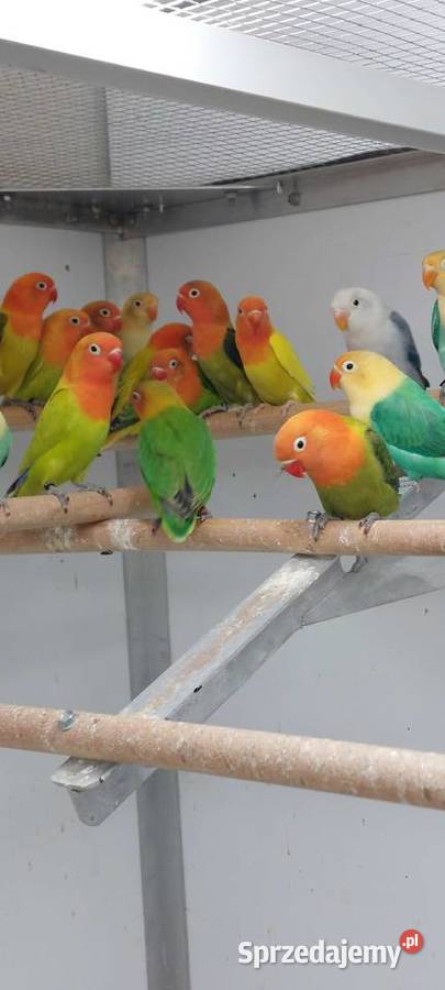 Papugi nierozłaczki