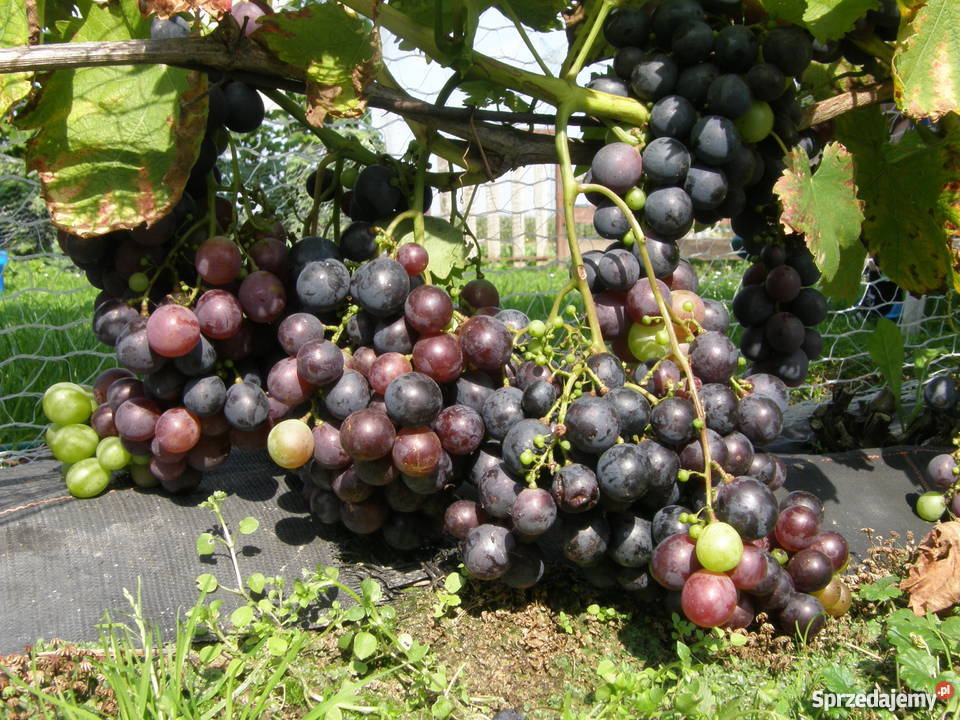 Sadzonki winorośli winogron winnica Kraków Nieznanowice