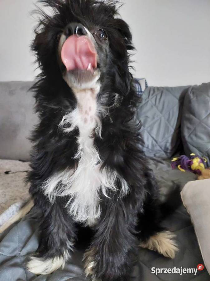 Chiński Grzywacz ZKwPFCI suczka Powderpuff Czarna Dąbrówka