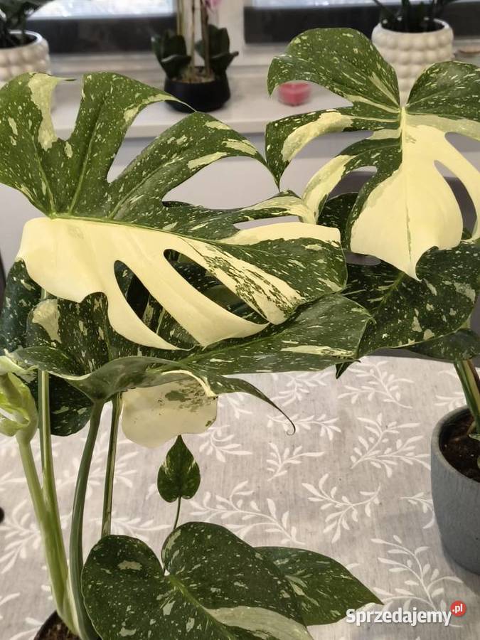 Monstera Variegata piękne 60 Lidzbark Warmiński