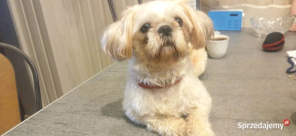 Reproduktor Shih Tzu REPRODUKCJAkrycie Krycie i reprodukcja Usługi Ząbkowice Śląskie usługi dla zwierząt