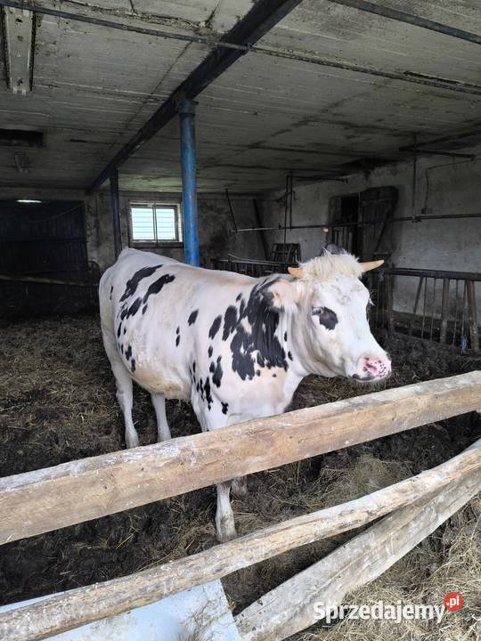 Jałówka wysokocielna HF ANGUS mazowieckie
