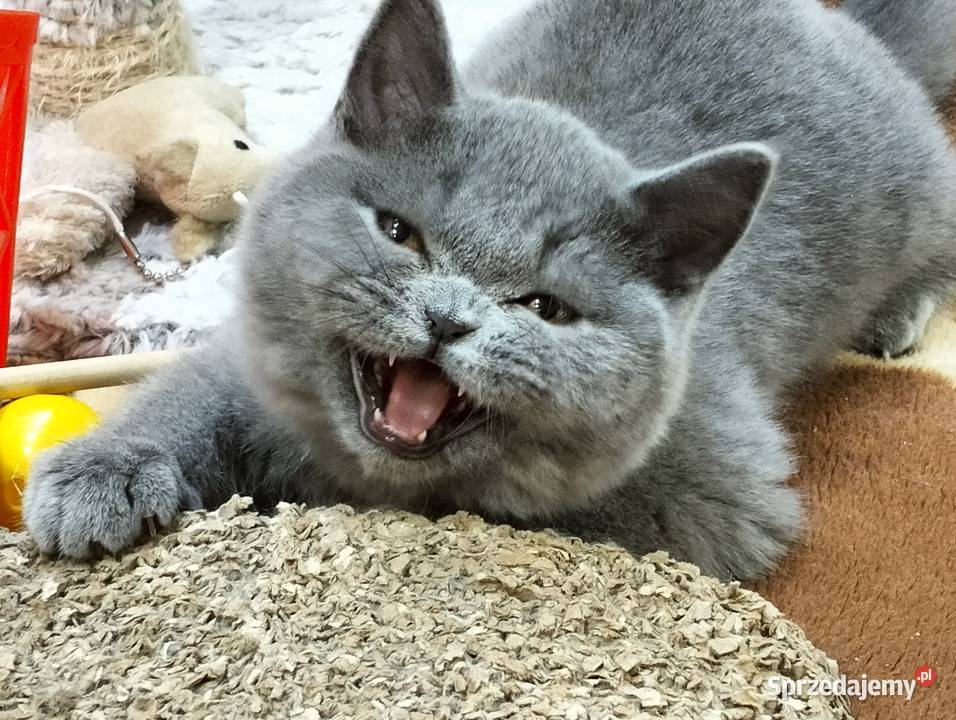 Piękna koteczka o cudownym charakterze Rodowód łódzkie Łódź