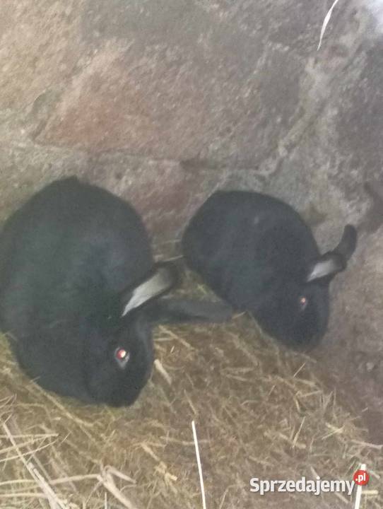 Sprzedam Króliki mazowieckie Przasnysz