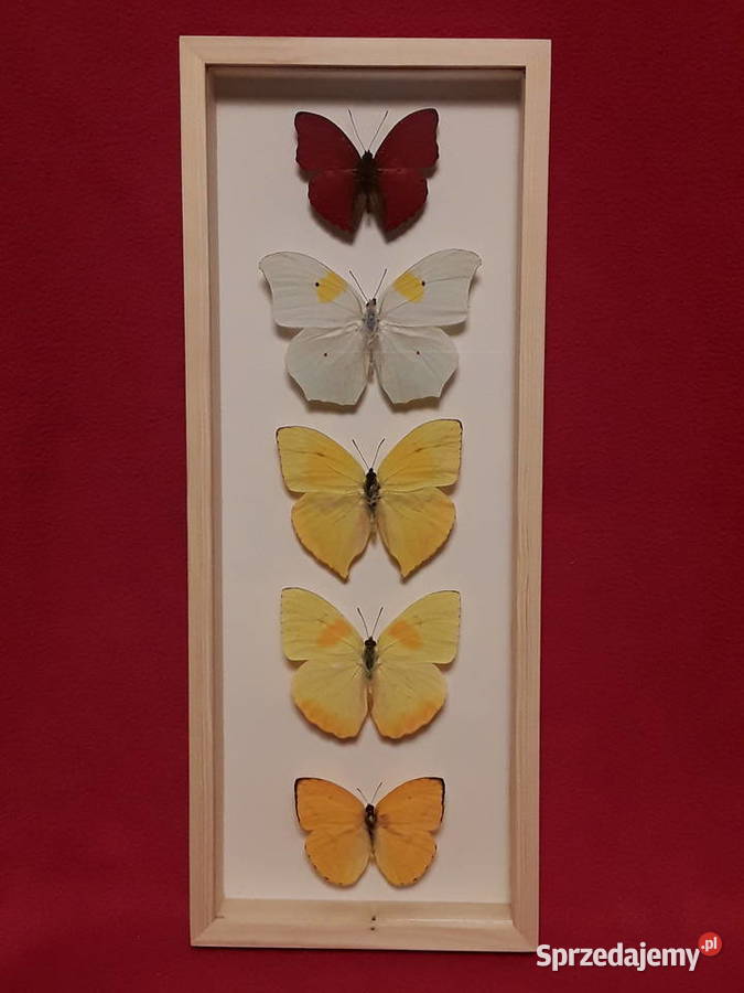 Motyle w ramce 14x35 Cymothoe Anteos Phoebis Szczecin sprzedam