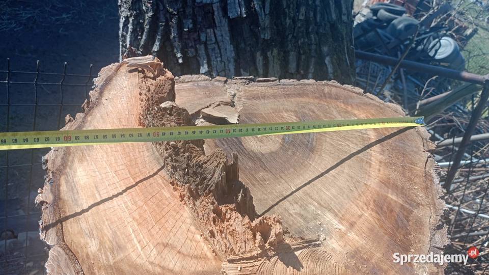 Orzech Włoski ponad 2 m3 gruby na blaty meble opolskie Zalesie Śląskie