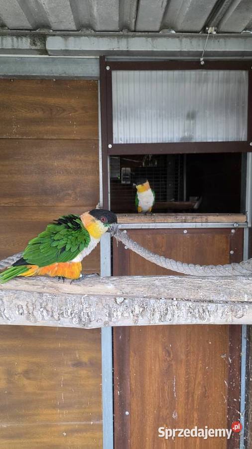 Amazonka Barwinka para lęgowa Ornontowice