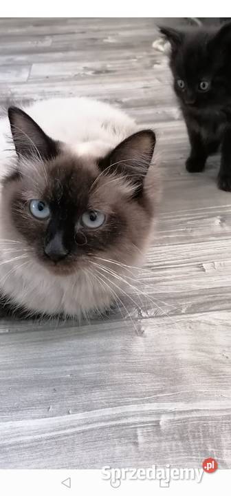 kocur czarny syberyjski Busko-Zdrój