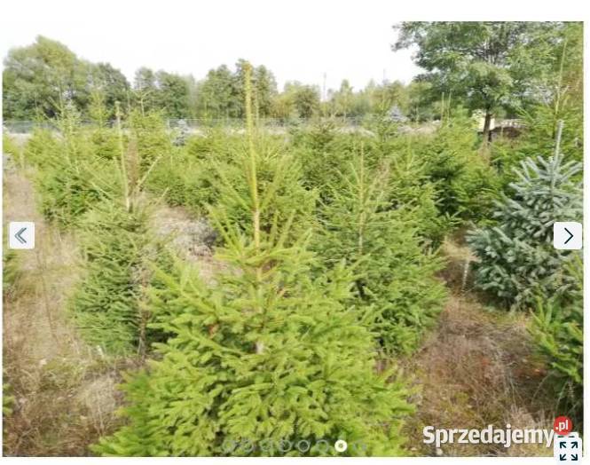 Sprzedam Choinki Świerk Zwykły Srebrny Śrem sprzedam