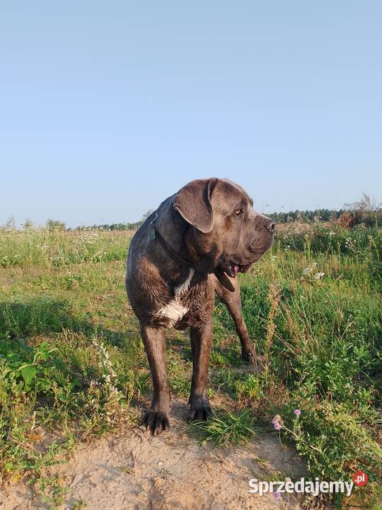 Cane Corso piękny pies Psy