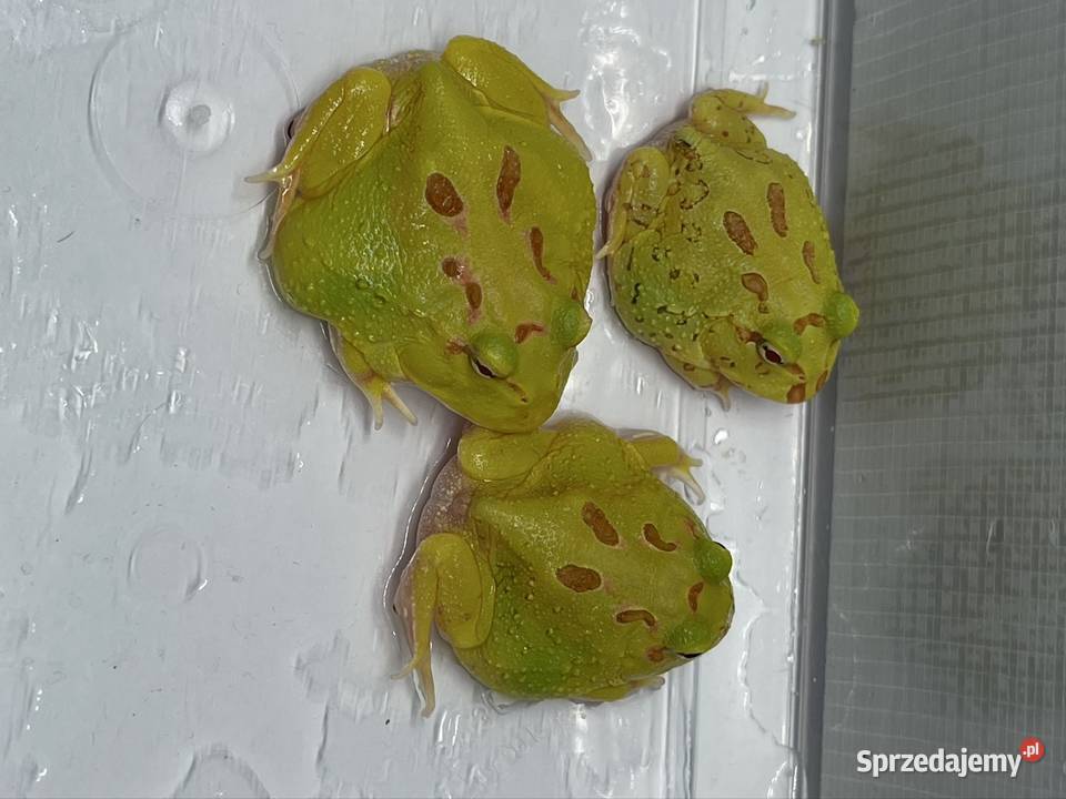 Żaba rogatą pikachu Katowice