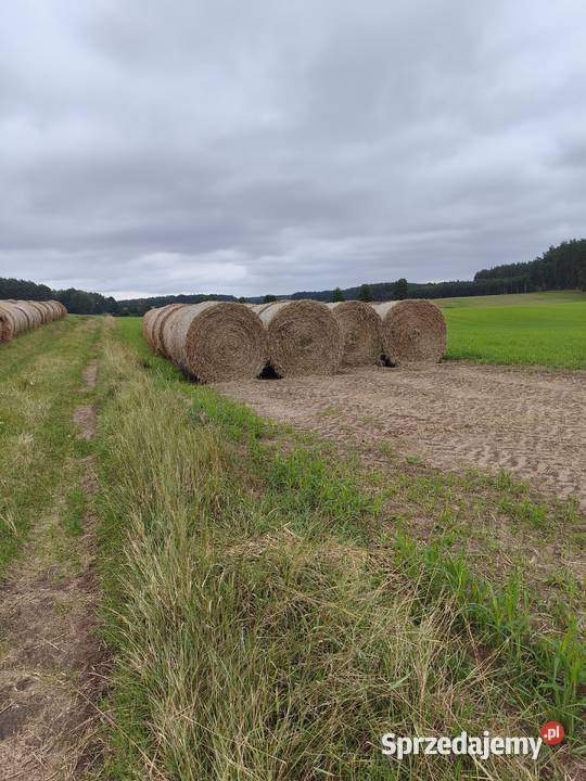 Sprzedam słomę żytnią i przenżytnią sprzedam