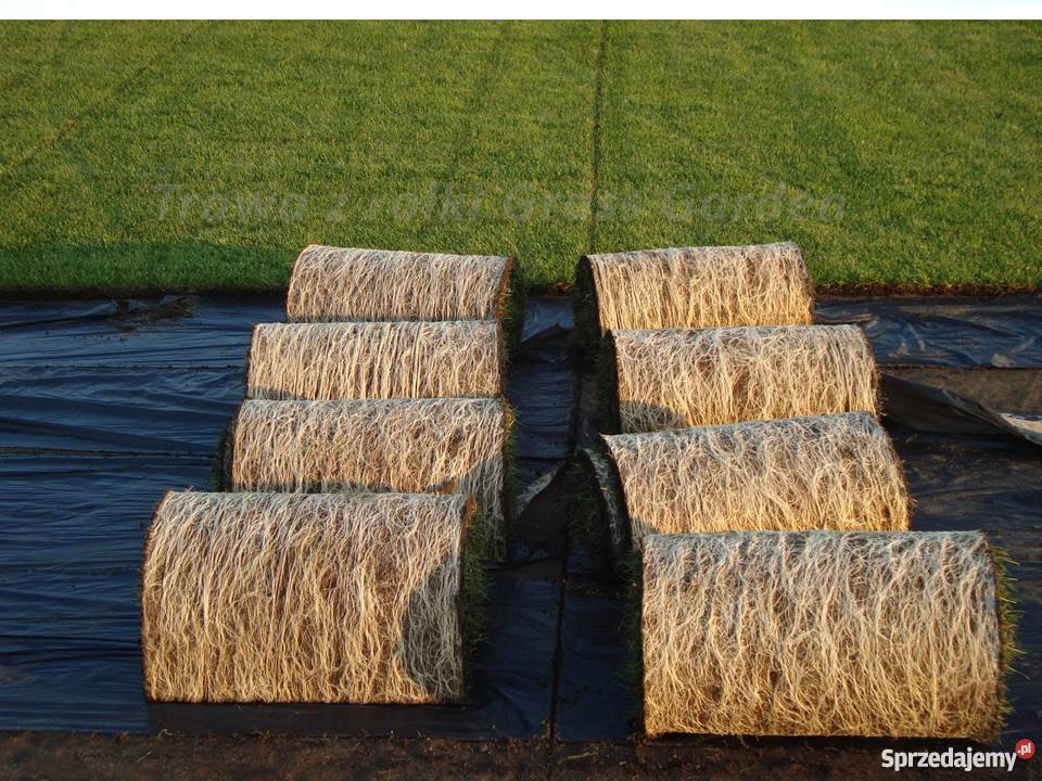 Trawa z rolki Grass Garden mazowieckie Urzut
