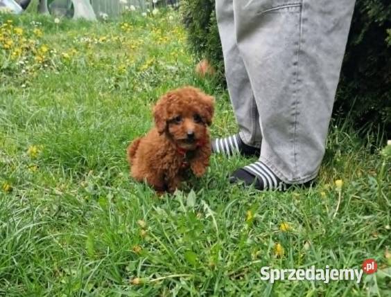 PudelPudelek Red ToyMiniaturka pieseksuczka Częstochowa