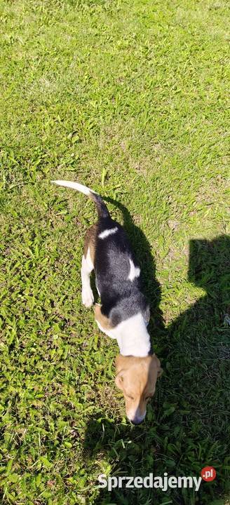 Piesek Beagle tricolor metryka czip wyprawka Poddębice sprzedam