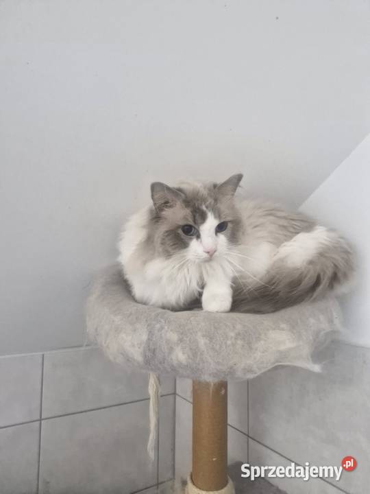 Parys Piękny Kocur Do Adopcji Tuszyn