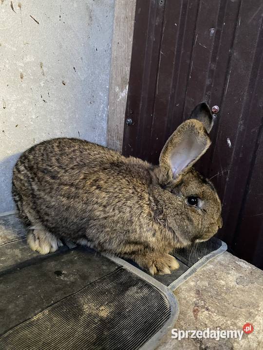 Króliki samce i samice Miechów