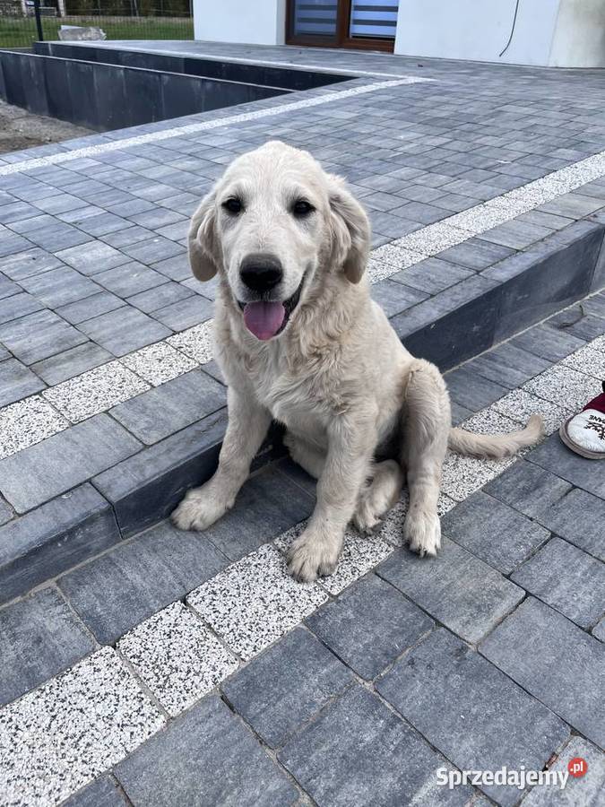 Suczka Golden retriever mazowieckie Lesiów sprzedam