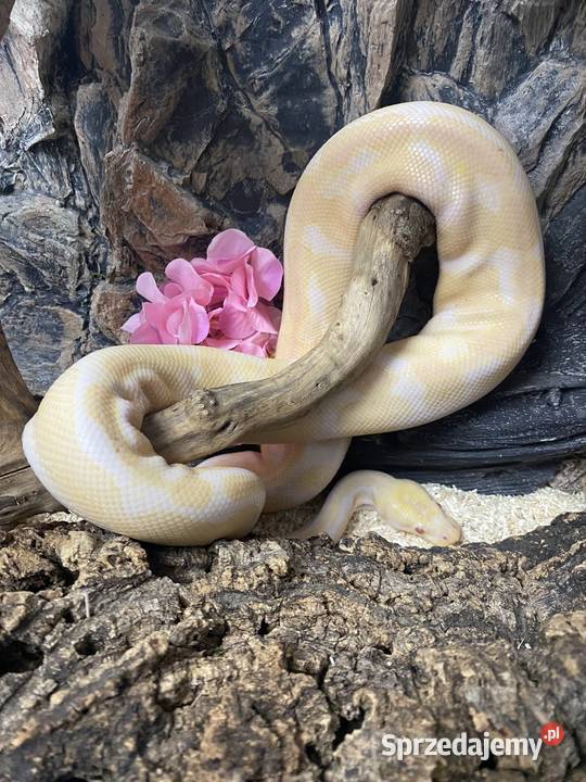 Pyton królewski Albino wyjątkowe umaszczenie Zabrze