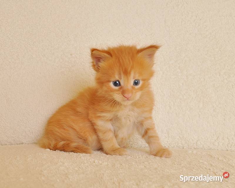 Przepiękny rudeczek Maine Coon LEGALNA HODOWLA Białystok