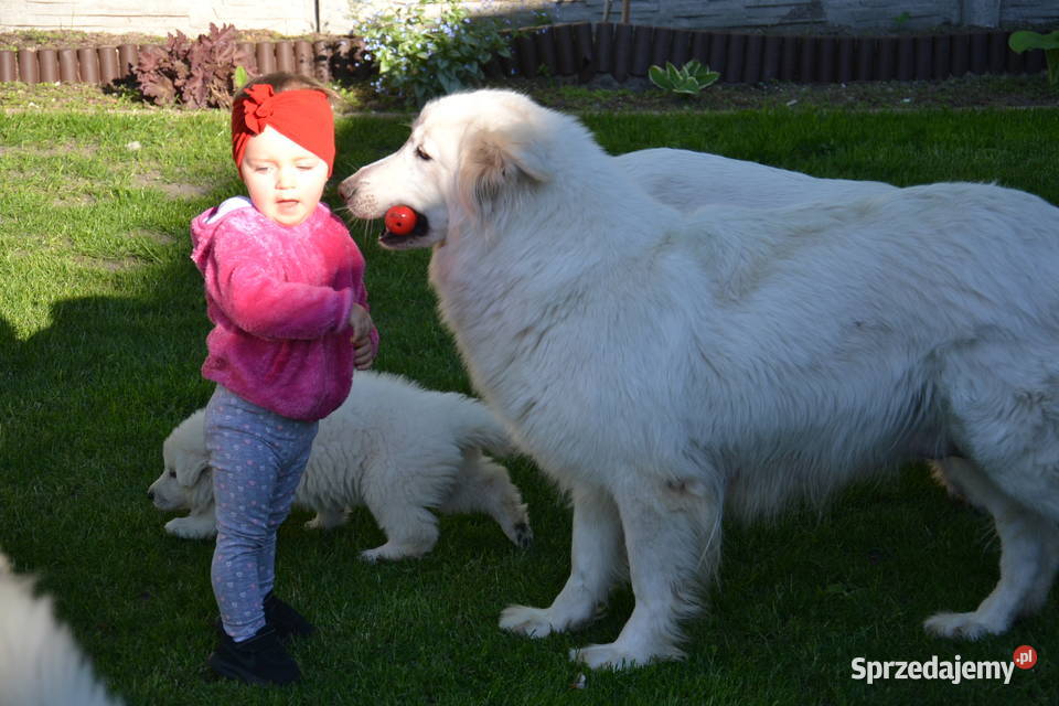 Bialy owczarek szwajcarski gotowe do odbioru Wschowa