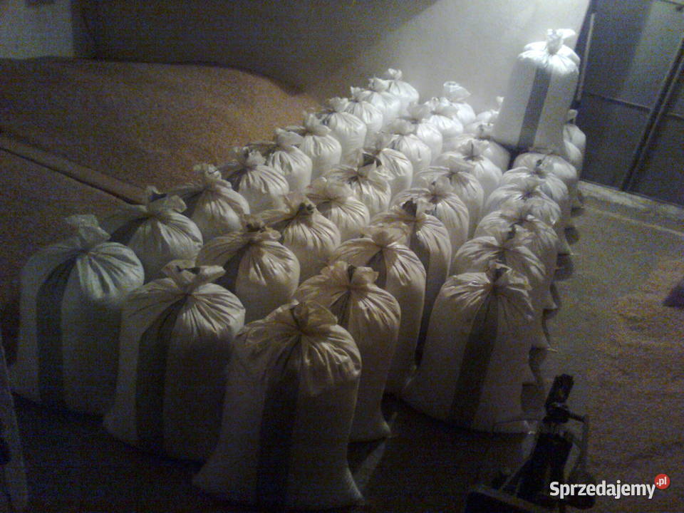 jęczmień jary małopolskie Gierałtowiczki sprzedam