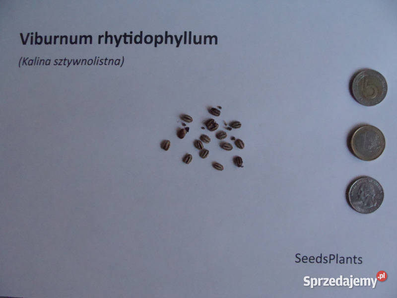 KALINA SZTYWNOLISTNA Viburnum rhytidophyllum sprzedam