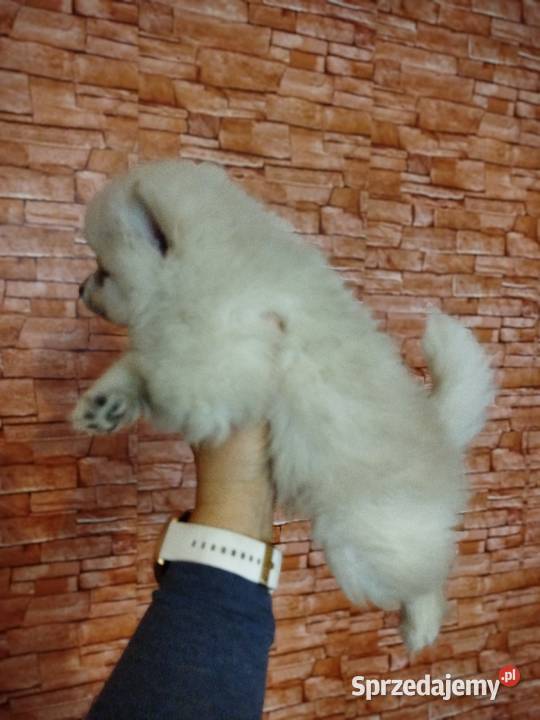 szpic mały do rezerwacji Skalbmierz