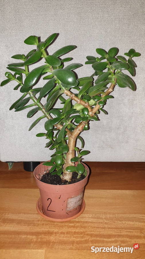 Grubosz crassula drzewko szczęścia duża