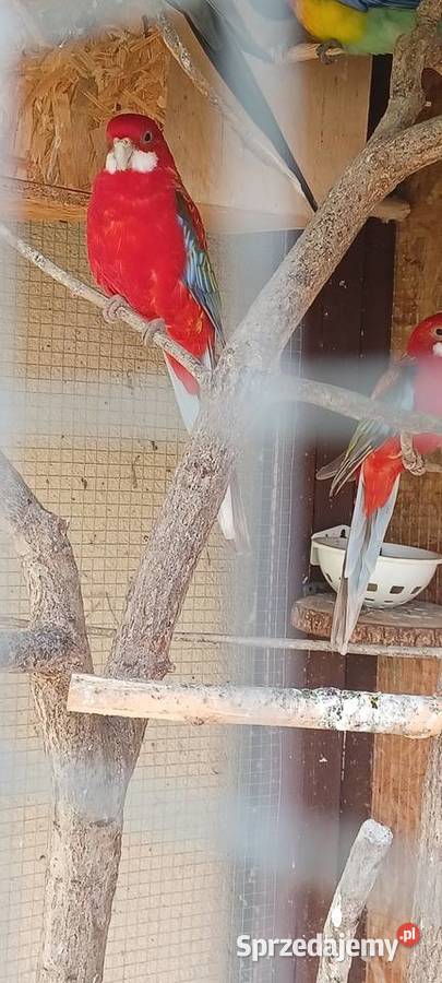 Rozella Białolica mazowieckie Krupia Wólka