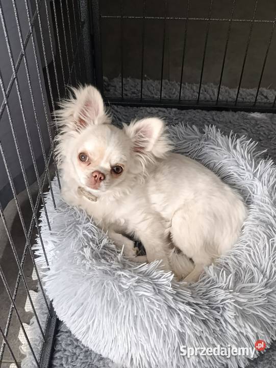 Chihuahua długowłosy samiec ZKwP FCI Ligota Dolna