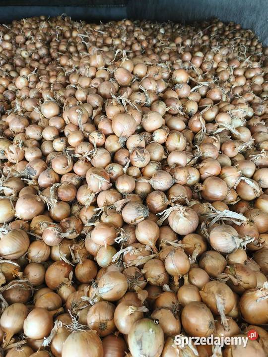 Sprzedam cebulę kujawsko-pomorskie Targownica