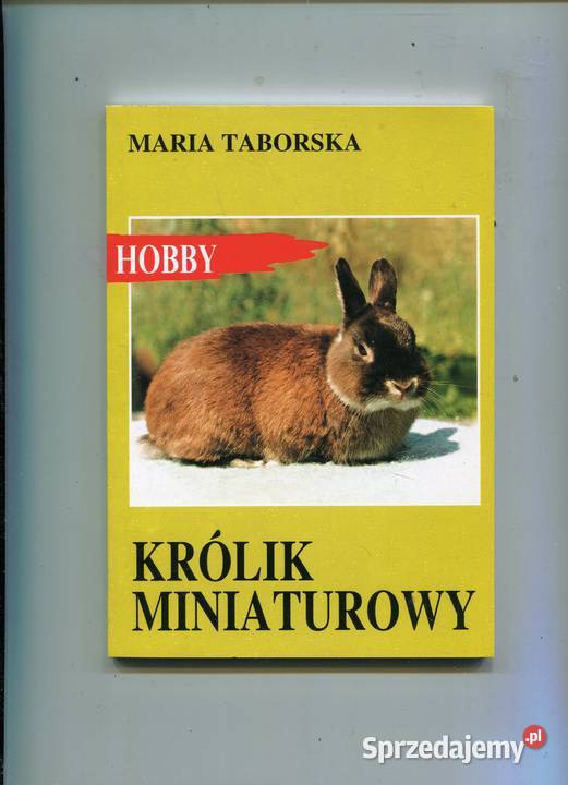 Królik miniaturowy Maria Taborska zachodniopomorskie Szczecin