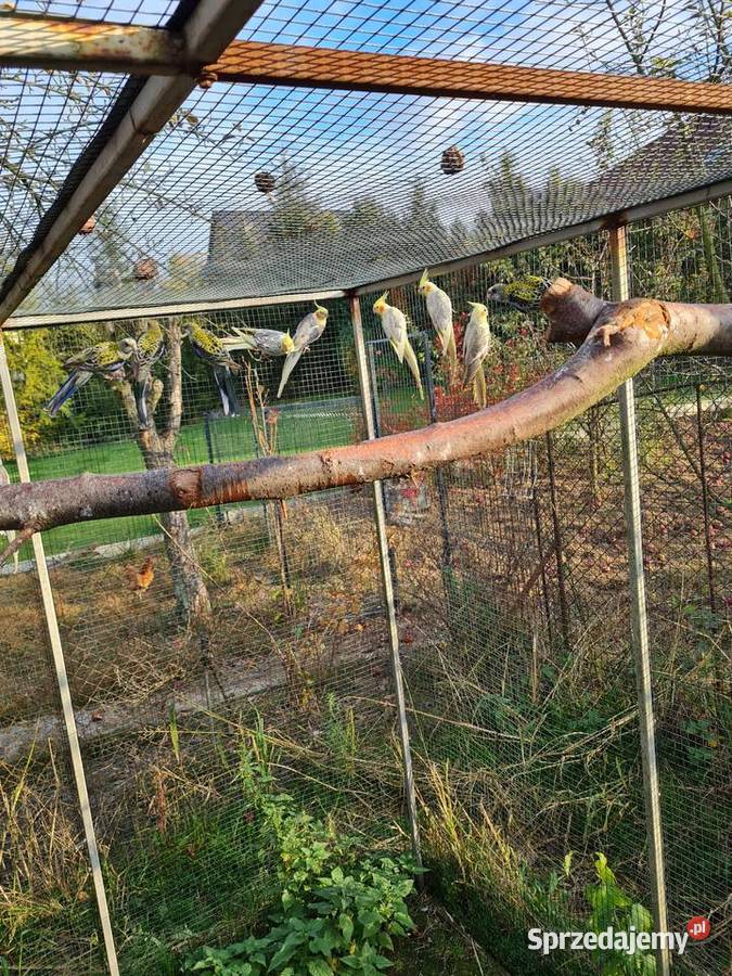 Barnardy rozelle aleksandretty małopolskie
