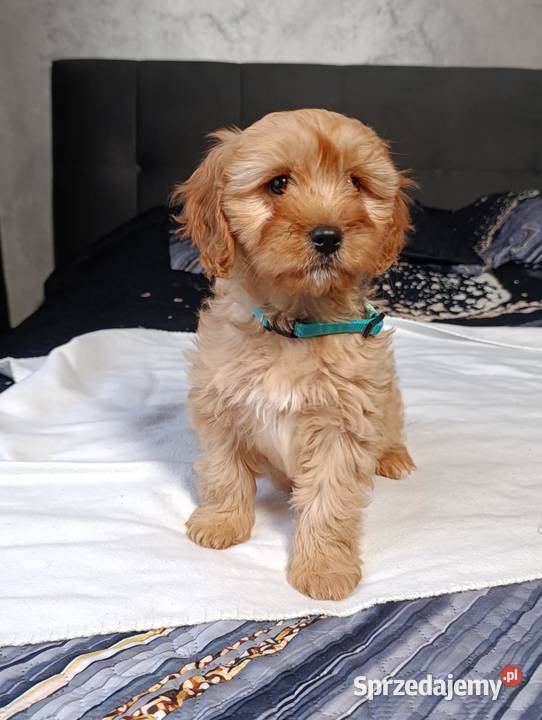 Suczka Cavapoo Szczaworyż
