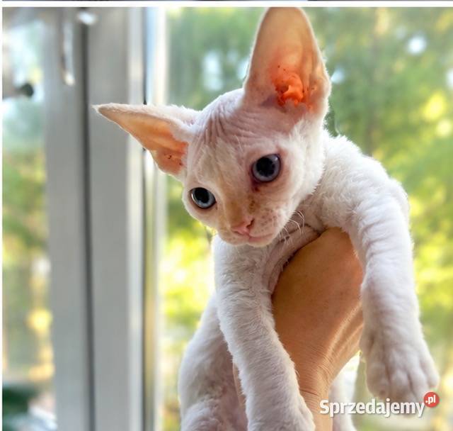 Kocurek Devon rex Alfred Szczecin