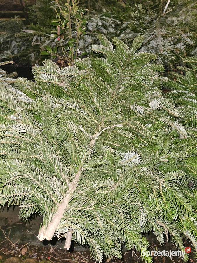 stroisz gałęzie jodłowe Kraków sprzedam