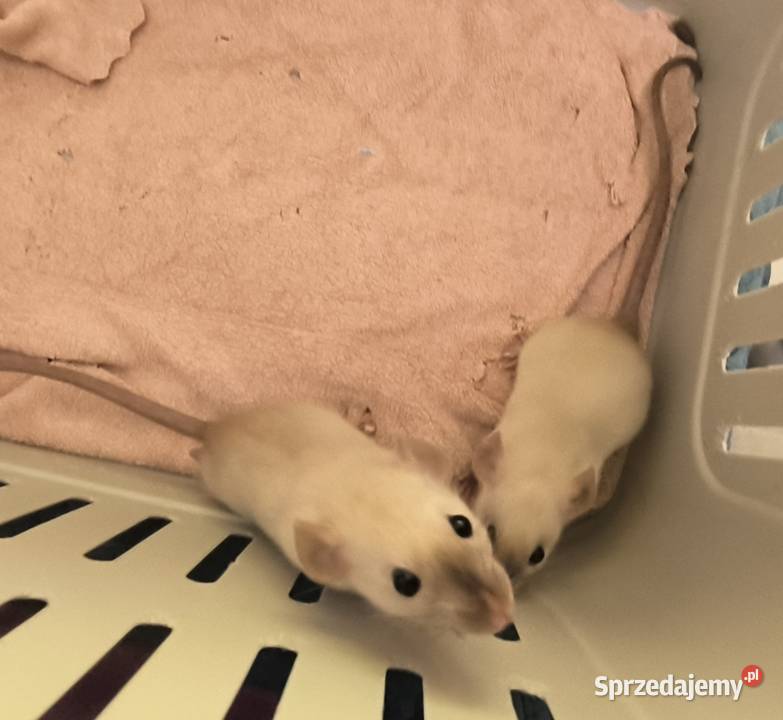 Dwa Szczury Dumbo Syjamskie Rasowe REX dolnośląskie Legnica